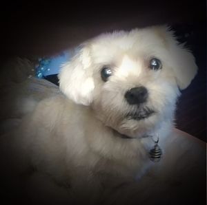 Meet your Posher, Dawn